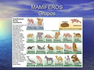 MAMÍFEROS
Grupos

 