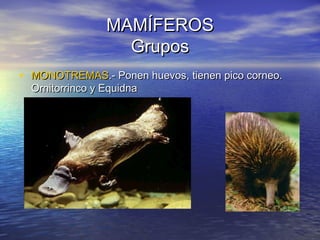 MAMÍFEROS
Grupos
• MONOTREMAS.- Ponen huevos, tienen pico corneo.
Ornitorrinco y Equidna

 