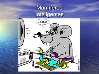 Mamíferos
Inteligentes

 