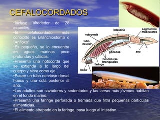 CEFALOCORDADOS
•Incluye alrededor de 28
especies.
•El
cefalocordado
más
conocido es Branchiostoma o
"Anfioxo"
•Es pequeño, se lo encuentra
en aguas marinas poco
profundas y cálidas.
•Presenta una notocorda que
se extiende a lo largo del
cuerpo y sirve como eje.
•Posee un tubo nervioso dorsal
hueco y una cola posterior al
ano.
•Los adultos son cavadores y sedentarios y las larvas más jóvenes habitan
en el fondo marino.
•Presenta una faringe perforada o tremada que filtra pequeñas partículas
alimenticias.
•El alimento atrapado en la faringe, pasa luego al intestino.

 