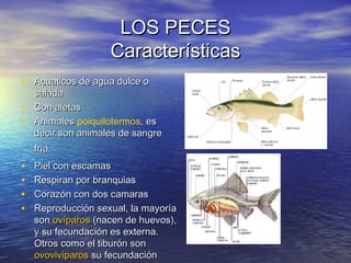 LOS PECES
Características
• Acuaticos de agua dulce o
•
•

salada
Con aletas
Animales poiquilotermos, es
decir son animales de sangre
fría.

•
•
•
•

Piel con escamas
Respiran por branquias
Corazón con dos camaras
Reproducción sexual, la mayoría
son ovíparos (nacen de huevos),
y su fecundación es externa.
Otros como el tiburón son
ovoviviparos su fecundación

 