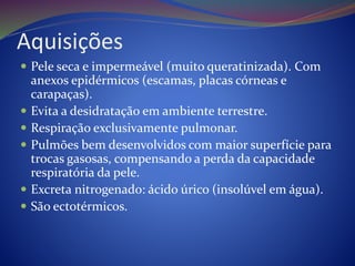 Aquisições
 Pele seca e impermeável (muito queratinizada). Com
anexos epidérmicos (escamas, placas córneas e
carapaças).
 Evita a desidratação em ambiente terrestre.
 Respiração exclusivamente pulmonar.
 Pulmões bem desenvolvidos com maior superfície para
trocas gasosas, compensando a perda da capacidade
respiratória da pele.
 Excreta nitrogenado: ácido úrico (insolúvel em água).
 São ectotérmicos.
 