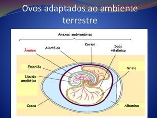 Ovos adaptados ao ambiente
terrestre
 