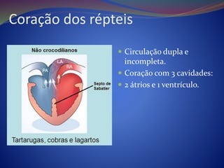 Coração dos répteis
 Circulação dupla e
incompleta.
 Coração com 3 cavidades:
 2 átrios e 1 ventrículo.
 