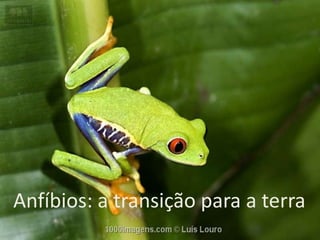 Anfíbios: a transição para a terra
 