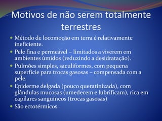 Motivos de não serem totalmente
terrestres
 Método de locomoção em terra é relativamente
ineficiente.
 Pele fina e permeável – limitados a viverem em
ambientes úmidos (reduzindo a desidratação).
 Pulmões simples, saculiformes, com pequena
superfície para trocas gasosas – compensada com a
pele.
 Epiderme delgada (pouco queratinizada), com
glândulas mucosas (umedecem e lubrificam), rica em
capilares sanguíneos (trocas gasosas)
 São ectotérmicos.
 
