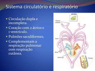 Sistema circulatório e respiratório
 Circulação dupla e
incompleta.
 Coração com 2 átrios e
1 ventrículo.
 Pulmões saculiformes.
 Complementam a
respiração pulmonar
com respiração
cutânea.
 