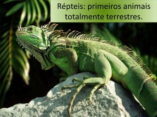 Répteis: primeiros animais
totalmente terrestres.
 