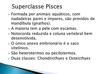 Superclasse Pisces
 Formada por animais aquáticos, com
nadadeiras pares e ímpares, são providos de
mandíbula (gnathos).
 A maioria tem a pele com escamas.
 Notocorda reduzida e coluna vertebral bem
desenvolvida.
 O único anexo embrionário é o saco
vitelínico.
 São heterotermos ou pecilotermos.
 Duas classes: Chondricthyes e Osteicthyes
 