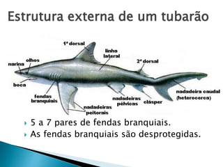 Estrutura externa de um tubarão
 5 a 7 pares de fendas branquiais.
 As fendas branquiais são desprotegidas.
 