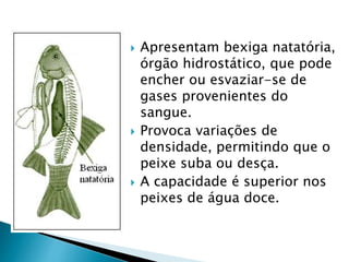 Apresentam bexiga natatória,
órgão hidrostático, que pode
encher ou esvaziar-se de
gases provenientes do
sangue.
 Provoca variações de
densidade, permitindo que o
peixe suba ou desça.
 A capacidade é superior nos
peixes de água doce.
 