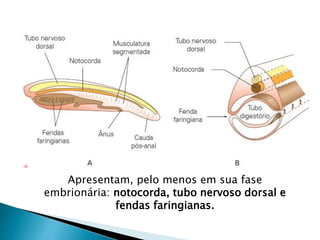 Apresentam, pelo menos em sua fase
embrionária: notocorda, tubo nervoso dorsal e
fendas faringianas.
 