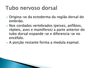  Origina-se da ectoderma da região dorsal do
embrião.
 Nos cordados vertebrados (peixes, anfíbios,
répteis, aves e mamíferos) a parte anterior do
tubo dorsal expande-se e diferencia-se no
encéfalo.
 A porção restante forma a medula espinal.
 