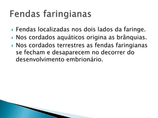  Fendas localizadas nos dois lados da faringe.
 Nos cordados aquáticos origina as brânquias.
 Nos cordados terrestres as fendas faringianas
se fecham e desaparecem no decorrer do
desenvolvimento embrionário.
 
