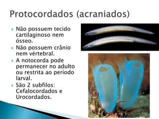  Não possuem tecido
cartilaginoso nem
ósseo.
 Não possuem crânio
nem vértebral.
 A notocorda pode
permanecer no adulto
ou restrita ao período
larval.
 São 2 subfilos:
Cefalocordados e
Urocordados.
 