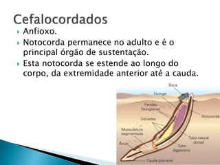  Anfioxo.
 Notocorda permanece no adulto e é o
principal órgão de sustentação.
 Esta notocorda se estende ao longo do
corpo, da extremidade anterior até a cauda.
 