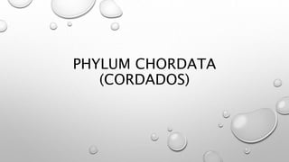 PHYLUM CHORDATA
(CORDADOS)
 