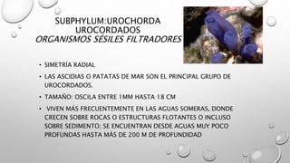 SUBPHYLUM:UROCHORDA
UROCORDADOS
ORGANISMOS SÉSILES FILTRADORES
• SIMETRÍA RADIAL
• LAS ASCIDIAS O PATATAS DE MAR SON EL PRINCIPAL GRUPO DE
UROCORDADOS.
• TAMAÑO: OSCILA ENTRE 1MM HASTA 18 CM
• VIVEN MÁS FRECUENTEMENTE EN LAS AGUAS SOMERAS, DONDE
CRECEN SOBRE ROCAS O ESTRUCTURAS FLOTANTES O INCLUSO
SOBRE SEDIMENTO; SE ENCUENTRAN DESDE AGUAS MUY POCO
PROFUNDAS HASTA MÁS DE 200 M DE PROFUNDIDAD
 