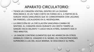APARATO CIRCULATORIO:
• TIENEN UN CORAZÓN VENTRAL DENTRO DE LA CAVIDAD
PERICÁRDICA; ES UN TUBO CORTO EN FORMA DE U. A PARTIR DE ÉL
SURGEN VASOS SANGUÍNEOS QUE SE CORRESPONDEN CON LAGUNAS
SIN PAREDES, LOCALIZADAS EN EL MESÉNQUIMA.
• LA DIRECCIÓN DE LA CIRCULACIÓN SANGUÍNEA CAMBIA DE
SENTIDO; EL CORAZÓN ENVÍA DURANTE UN CIERTO TIEMPO LA
SANGRE HACIA DELANTE Y LUEGO HACIA ATRÁS, DURANTE DOS O
TRES MINUTOS.
• LA SANGRE CONTIENE ELEMENTOS QUE NO APARECEN EN OTROS
ANIMALES COMO EL VANADIO O EL NIOBIO, EN CONCENTRACIONES
SUPERIORES A LAS DEL AGUA MARINA; SE DESCONOCE SU PAPEL.
 