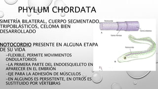 PHYLUM CHORDATA
SIMETRÍA BILATERAL, CUERPO SEGMENTADO,
TRIPOBLÁSTICOS, CELOMA BIEN
DESARROLLADO
NOTOCORDIO PRESENTE EN ALGUNA ETAPA
DE SU VIDA
-FLEXIBLE, PERMITE MOVIMIENTOS
ONDULATORIOS
-LA PRIMERA PARTE DEL ENDOESQUELETO EN
APARECER EN EL EMBRIÓN
-EJE PARA LA ADHESIÓN DE MÚSCULOS
-EN ALGUNOS ES PERSISTENTE, EN OTROS ES
SUSTITUIDO POR VÉRTEBRAS
 