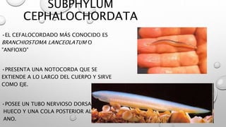 SUBPHYLUM
CEPHALOCHORDATA
•EL CEFALOCORDADO MÁS CONOCIDO ES
BRANCHIOSTOMA LANCEOLATUM O
"ANFIOXO"
•PRESENTA UNA NOTOCORDA QUE SE
EXTIENDE A LO LARGO DEL CUERPO Y SIRVE
COMO EJE.
•POSEE UN TUBO NERVIOSO DORSAL
HUECO Y UNA COLA POSTERIOR AL
ANO.
 
