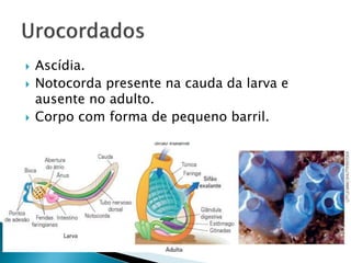  Ascídia.
 Notocorda presente na cauda da larva e
ausente no adulto.
 Corpo com forma de pequeno barril.
 