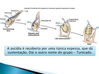 A ascídia é recoberta por uma túnica espessa, que dá
sustentação. Daí o outro nome do grupo – Tunicado.
 