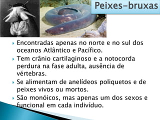  Encontradas apenas no norte e no sul dos
oceanos Atlântico e Pacífico.
 Tem crânio cartilaginoso e a notocorda
perdura na fase adulta, ausência de
vértebras.
 Se alimentam de anelídeos poliquetos e de
peixes vivos ou mortos.
 São monóicos, mas apenas um dos sexos e
funcional em cada indivíduo.
Peixes-bruxas
 
