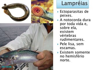  Ectoparasitas de
peixes.
 A notocorda dura
por toda vida e,
sobre ela,
existem
vértebras
rudimentares.
 Pele lisa, sem
escamas.
 Existem somente
no hemisfério
norte.
Lampréias
 