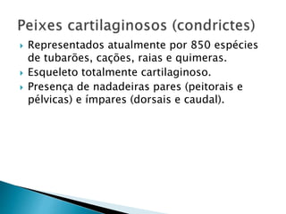  Representados atualmente por 850 espécies
de tubarões, cações, raias e quimeras.
 Esqueleto totalmente cartilaginoso.
 Presença de nadadeiras pares (peitorais e
pélvicas) e ímpares (dorsais e caudal).
 