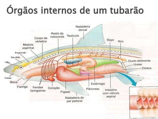 Órgãos internos de um tubarão
 