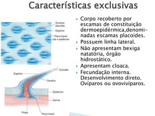 Características exclusivas
 Corpo recoberto por
escamas de constituição
dermoepidérmica,denomi-
nadas escamas placoides.
 Possuem linha lateral.
 Não apresentam bexiga
natatória, órgão
hidrostático.
 Apresentam cloaca.
 Fecundação interna.
Desenvolvimento direto.
Ovíparos ou ovovivíparos.
 