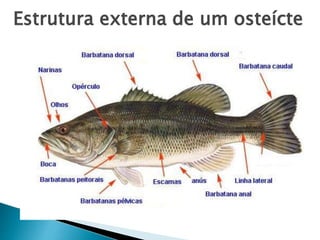 Estrutura externa de um osteícte
 
