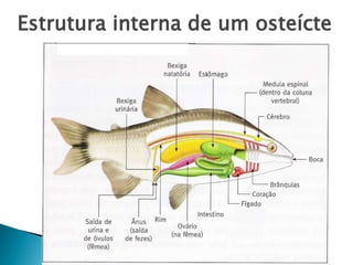 Estrutura interna de um osteícte
 