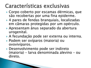 Características exclusivas
 Corpo coberto por escamas dérmicas, que
são recobertas por uma fina epiderme.
 4 pares de fendas branquiais, localizadas
em câmaras protegidas por um opérculo.
 Apresentam ânus separado da abertura
urogenital.
 A fecundação pode ser externa ou interna.
 Podem ser ovíparos (maioria) ou
ovovivíparos.
 Desenvolvimento pode ser indireto
(maioria) – larva denominada alevino – ou
direto.
 