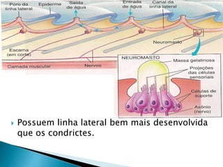  Possuem linha lateral bem mais desenvolvida
que os condrictes.
 