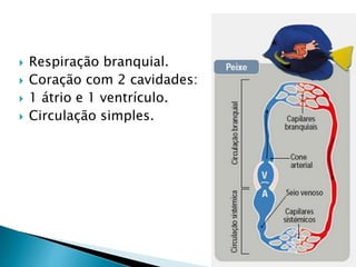  Respiração branquial.
 Coração com 2 cavidades:
 1 átrio e 1 ventrículo.
 Circulação simples.
 