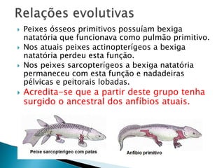  Peixes ósseos primitivos possuíam bexiga
natatória que funcionava como pulmão primitivo.
 Nos atuais peixes actinopterígeos a bexiga
natatória perdeu esta função.
 Nos peixes sarcopterígeos a bexiga natatória
permaneceu com esta função e nadadeiras
pélvicas e peitorais lobadas.
 Acredita-se que a partir deste grupo tenha
surgido o ancestral dos anfíbios atuais.
 