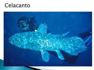 Celacanto
 