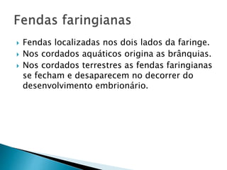  Fendas localizadas nos dois lados da faringe.
 Nos cordados aquáticos origina as brânquias.
 Nos cordados terrestres as fendas faringianas
se fecham e desaparecem no decorrer do
desenvolvimento embrionário.
 