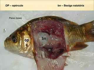 OP – opérculo bn – Bexiga natatória
Peixe ósseo
 