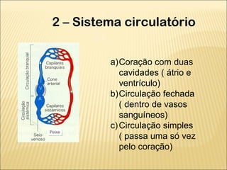 2 – Sistema circulatório
a)Coração com duas
cavidades ( átrio e
ventrículo)
b)Circulação fechada
( dentro de vasos
sanguíneos)
c)Circulação simples
( passa uma só vez
pelo coração)
 