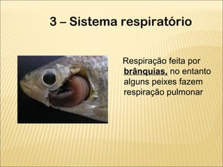 3 – Sistema respiratório
Respiração feita por
brânquias, no entanto
alguns peixes fazem
respiração pulmonar
 