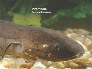 Pirambóia
Peixe pulmonado
 