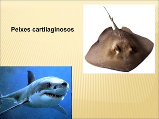 Peixes cartilaginosos
 