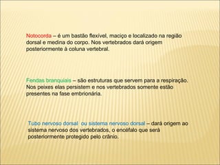 Notocorda – é um bastão flexível, maciço e localizado na região
dorsal e medina do corpo. Nos vertebrados dará origem
posteriormente à coluna vertebral.
Fendas branquiais – são estruturas que servem para a respiração.
Nos peixes elas persistem e nos vertebrados somente estão
presentes na fase embrionária.
Tubo nervoso dorsal ou sistema nervoso dorsal – dará origem ao
sistema nervoso dos vertebrados, o encéfalo que será
posteriormente protegido pelo crânio.
 