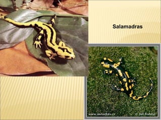 Salamadras
 