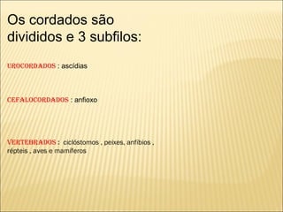 Os cordados são
divididos e 3 subfilos:
Urocordados : ascídias
cefalocordados : anfioxo
Vertebrados : ciclóstomos , peixes, anfíbios ,
répteis , aves e mamíferos
 
