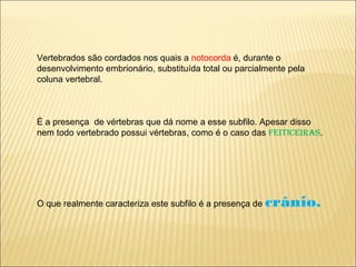 Vertebrados são cordados nos quais a notocorda é, durante o
desenvolvimento embrionário, substituída total ou parcialmente pela
coluna vertebral.
É a presença de vértebras que dá nome a esse subfilo. Apesar disso
nem todo vertebrado possui vértebras, como é o caso das feiticeiras.
O que realmente caracteriza este subfilo é a presença de crânio.
 