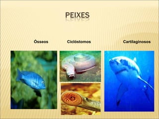 Ósseos Ciclóstomos Cartilaginosos
 